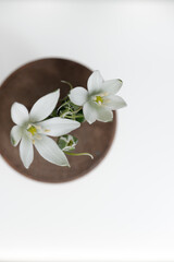 Naklejka na ściany i meble Ornithogalum blossoms (Star-of-Bethlehem) photographed from above with a macro lens - on a round wooden disc or vase against a white background