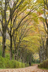 Roadside trees in a beautifully colored residential area