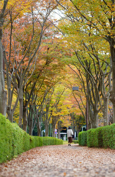 Roadside trees in a beautifully colored residential area