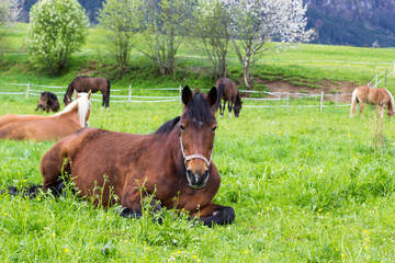 liegendes Pferd auf einer Weide im Frühling