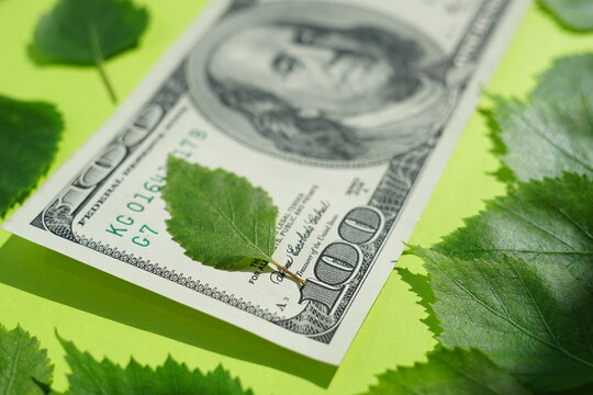 Hundred dollar bill and green bearch leaves on the vivid lime table