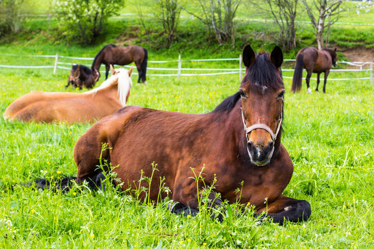 liegendes Pferd auf einer Weide im Fr&uuml;hling