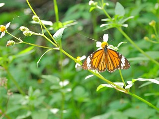 スジグロカバマダラ