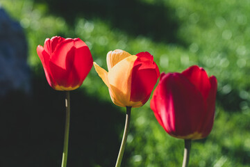 Obraz premium Beautiful two colored tulip in garden. Pink red yellow green colored tulips in the garden. Green background with flora flower in nature. Colorful tulips flowers blooming in spring garden. 