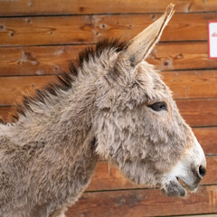 Fototapeta premium portrait of a donkey in a farm