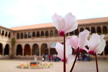 Gorgeous Pink Flowers Blooming in the Courtyard of Santo Domingo Convent in Qoricancha Temple,...