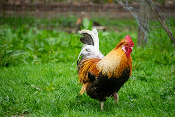 rooster in the grass
