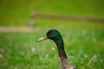 duck in the grass