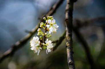 Beautiful white plum flowers in Naka Plums Valley in Moc Chau, Vietnam.