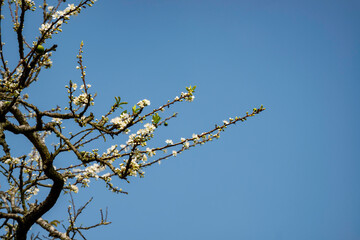 Beautiful white plum flowers in Naka Plums Valley in Moc Chau, Vietnam.