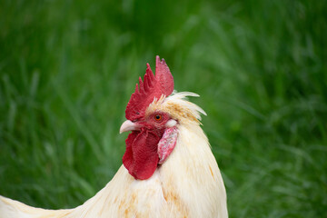 rooster in the farm