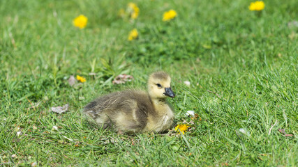 gosling on grass resting under the afternoon sun