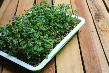 Seedling tray of microgreen pea sprouts