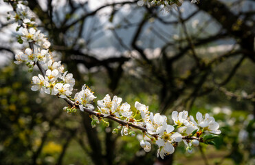 Beautiful white plum flowers in Naka Plums Valley in Moc Chau, Vietnam.