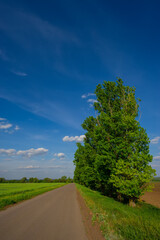 Fototapeta premium Road, wheat field and green poplar trees landscape in the countryside.