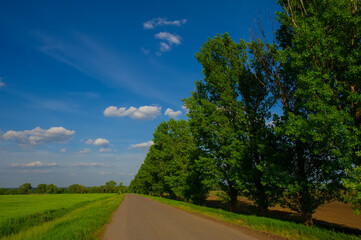 Road, wheat field and green poplar trees landscape in the countryside.