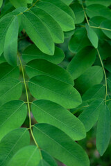 Naklejka premium Fresh green leaves closeup nature background