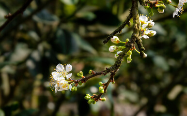 Beautiful white plum flowers in Naka Plums Valley in Moc Chau, Vietnam.