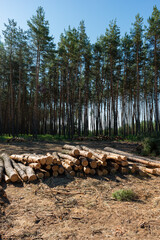 Pine tree felling in the forest, stacked trunks of cut trees. Uncontrolled deforestation.