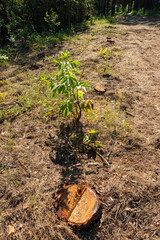 Pine tree felling in the forest, stacked trunks of cut trees. Uncontrolled deforestation.