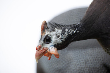 Guinea fowl close up