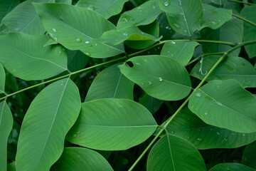 Fresh green leaves closeup nature background