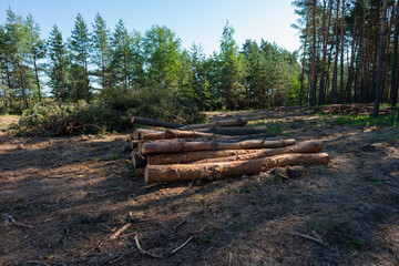 Pine tree felling in the forest, stacked trunks of cut trees. Uncontrolled deforestation.
