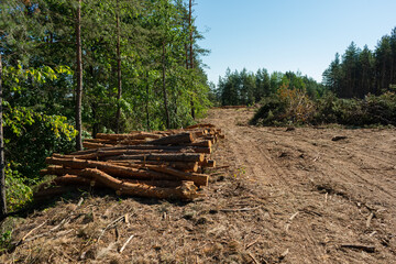 Pine tree felling in the forest, stacked trunks of cut trees. Uncontrolled deforestation.