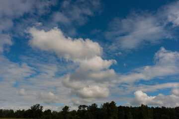 Huge clouds over the tops of the deciduous forest trees and the background of the blue sky.