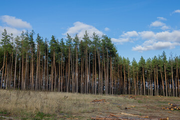 Cutting down pine trees in the forest, destruction of the forest.