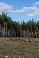 Cutting down pine trees in the forest, destruction of the forest.
