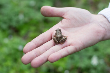 frog in hand