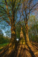 Crucifix near big tree over Vizovice town in sunny spring fresh morning