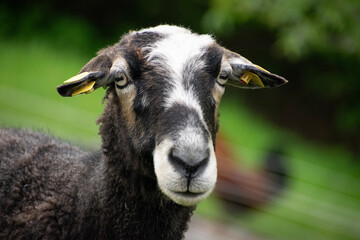 portrait of a goat