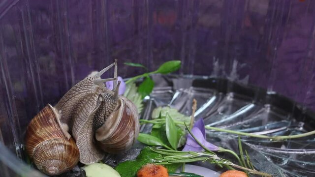 Love game of grape snails. Snails in a plastic container. Close-up shot.