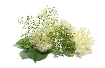 Elder, elderberry plant with young flowers and leaves isolated on white background