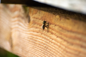 bee on the ground