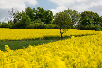 rapeseed field