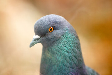 Close up beautiful pigeon portrait