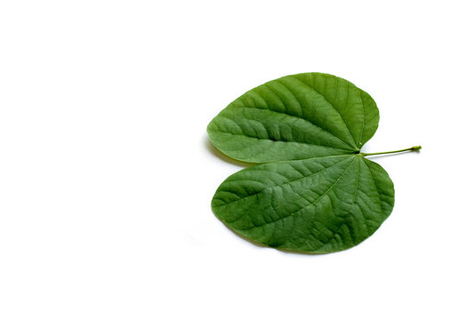 apta leaf Indian Festival Greeting Card - Happy Dussehra on white background. Greeting card