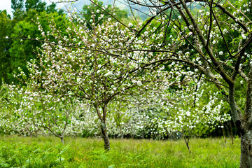 Fototapeta na wymiar Breathtaking blossoming apple orchard on the foggy mountains