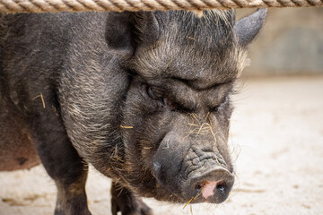 wild boar in the farm