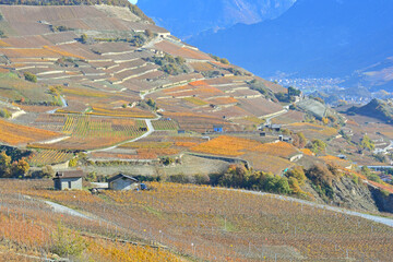 Fall in the Vineyards