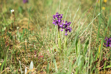 Green-winged Orchid (Anacamptis morio), wild orchids in the meadow, Czech republic, Europe.