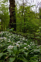 Wild bear leek (latin: Allium ursinum) growing in the forests in the rolling hills of South Limburg. This herb spreads a specific aroma in the woods creating a special atmosphere.