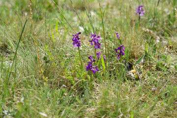Green-winged Orchid (Anacamptis morio), wild orchids in the meadow, Czech republic, Europe.