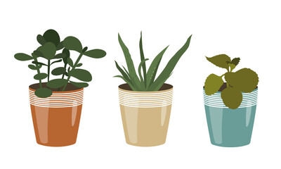 Set illustrations of houseplants in colorful pots isolated on white background, vector