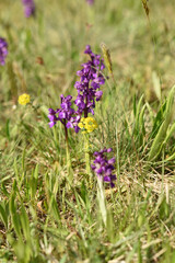 Green-winged Orchid (Anacamptis morio), wild orchids in the meadow, Czech republic, Europe.