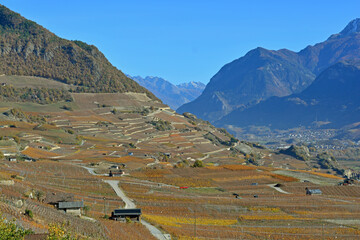 Fall in the Vineyards