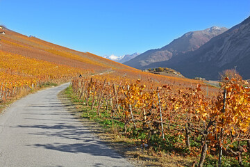 Vineyards in the Fall